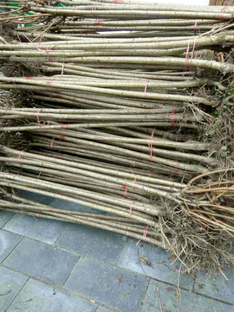 日本樱花苗嫁接80cm以上