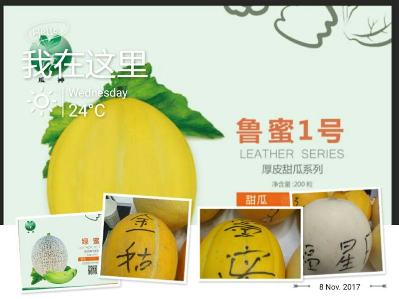 甜瓜种子