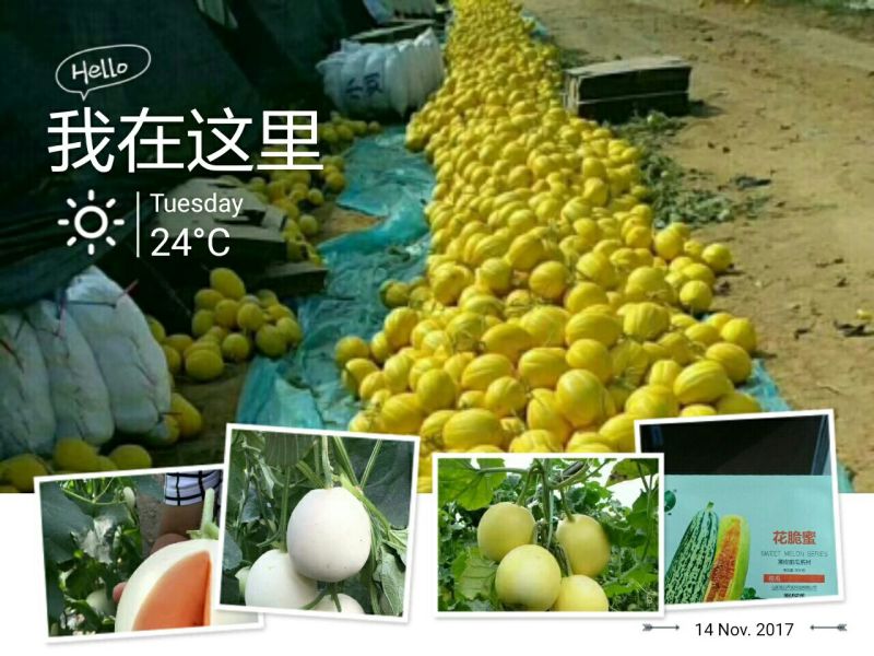 甜瓜种子