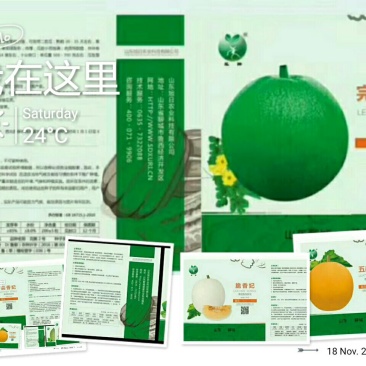 甜瓜种子