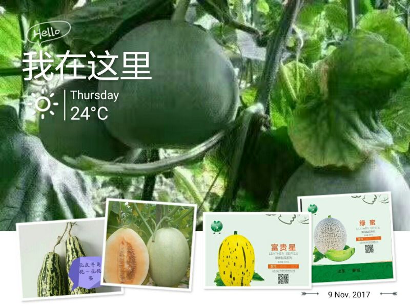 甜瓜种子