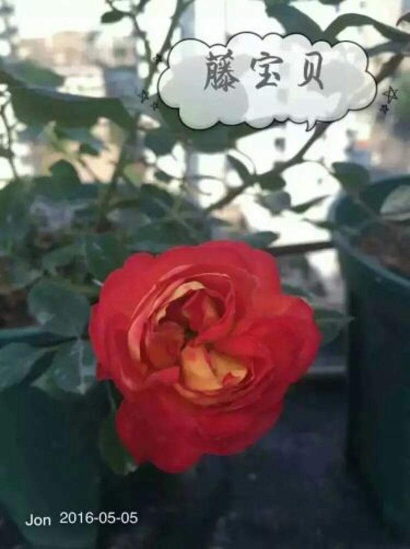 丰花月季苗10~20cm本公司常年出售各种玫瑰花小苗，