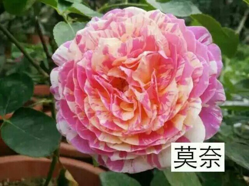 丰花月季苗10~20cm本公司常年出售各种玫瑰花小苗，