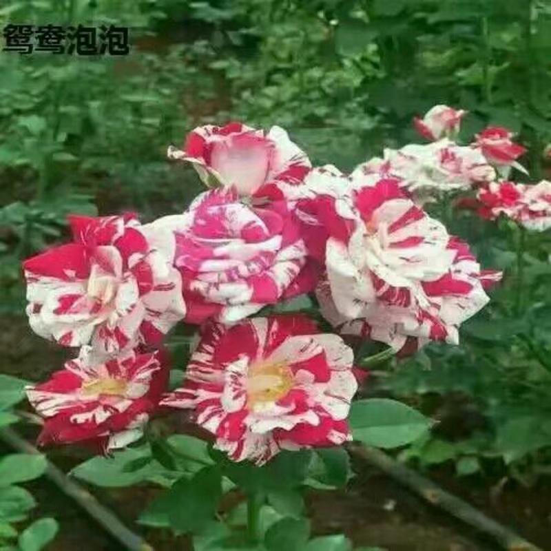丰花月季苗10~20cm本公司常年出售各种玫瑰花小苗，