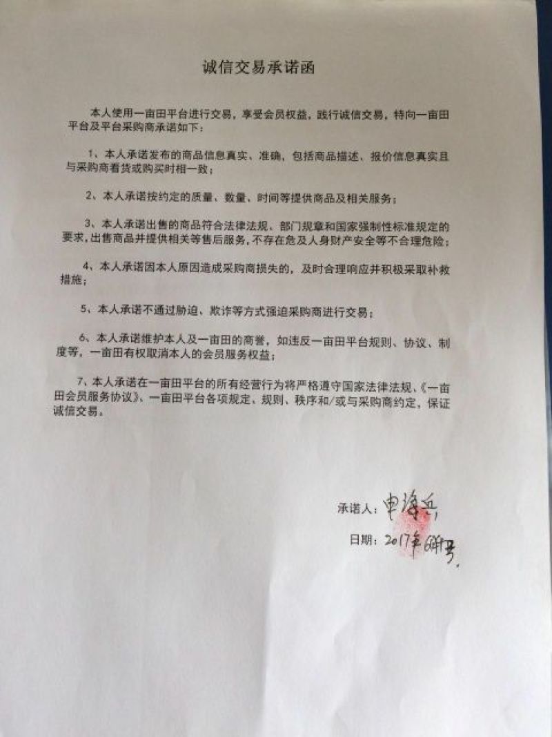 【山东金乡红帽蒜薹】今年新货细条匀称价格优惠代发全国