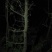 罗汉松树桩5~10cm