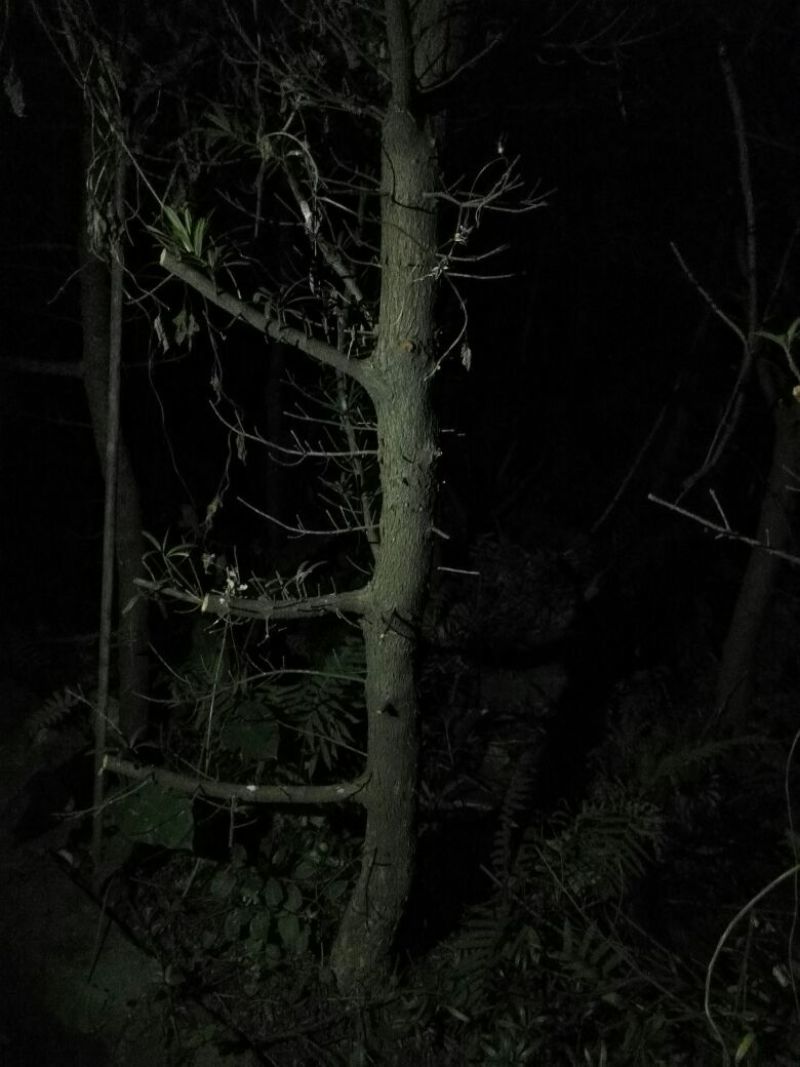 罗汉松树桩5~10cm