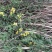 野菊花散装