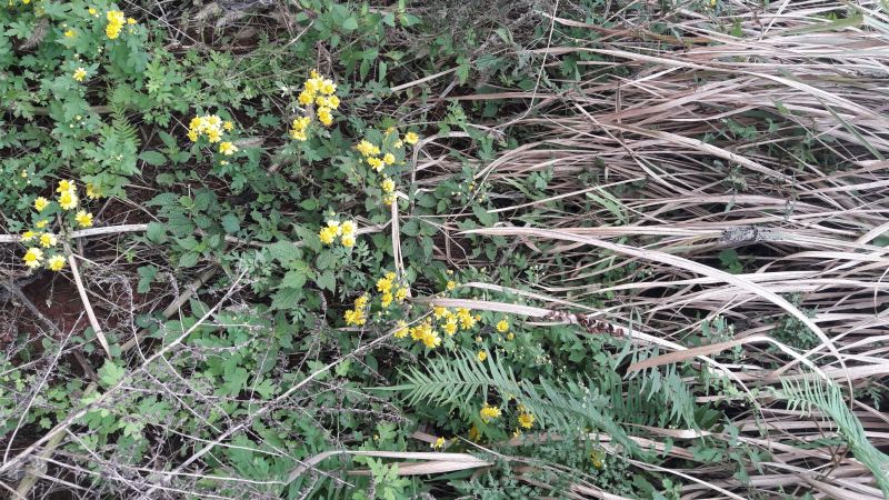 野菊花散装
