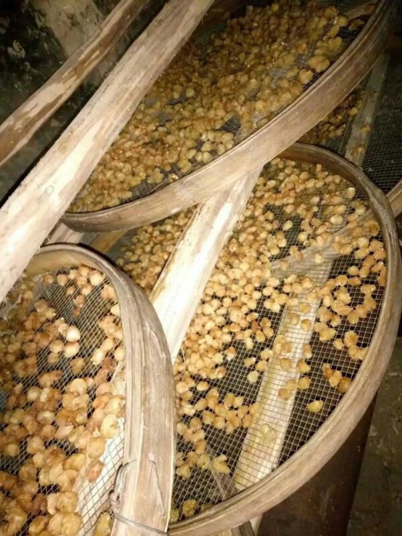 广西博白石硖桂圆散装正宗本地桂龙眼肉