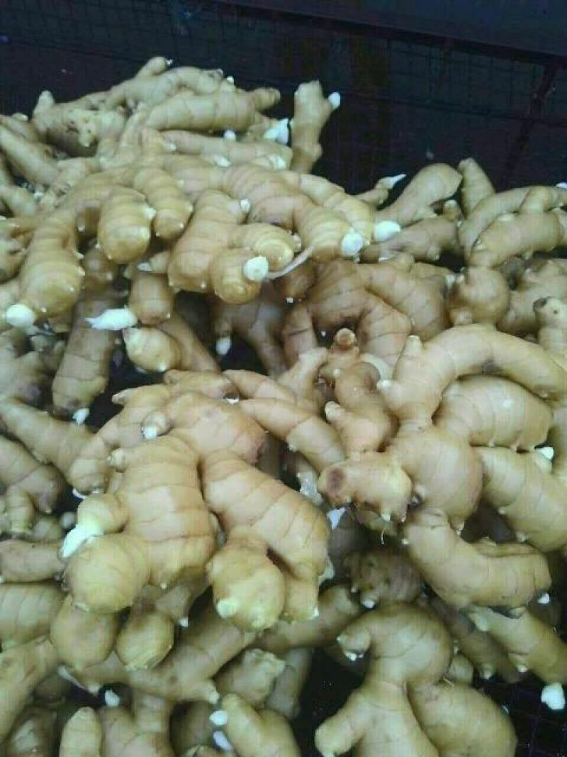 【优选】山东鲜姜老姜，面姜，鲜姜，产地热销一手货源保质