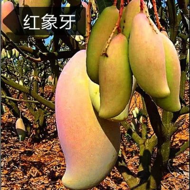 芒果苗1~1.5m