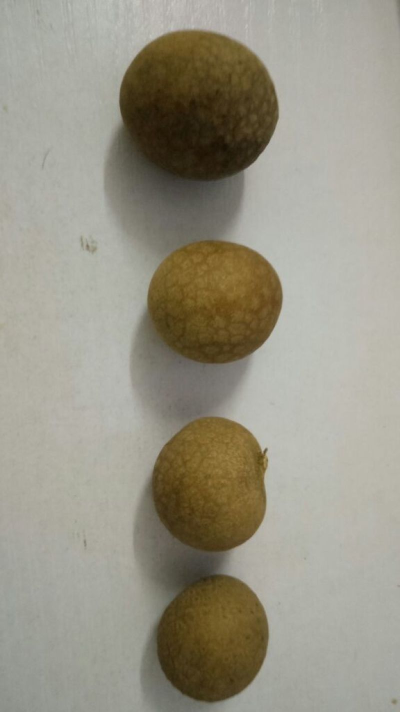 广西博白桂圆干5A一箱20斤