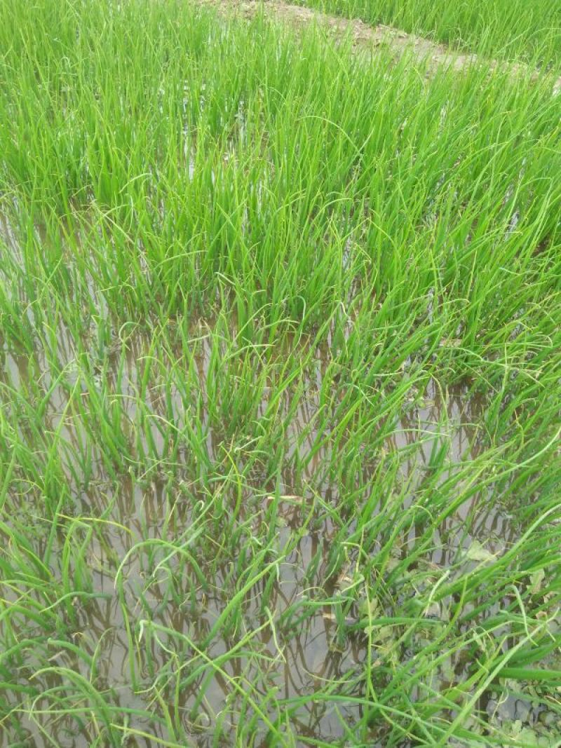 洋葱苗20~30cm