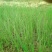 长白大葱葱苗30cm
