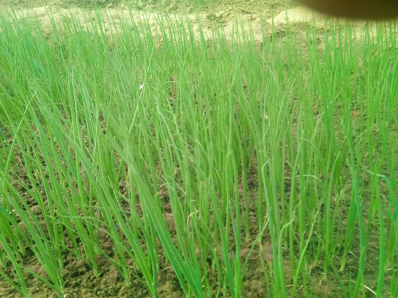 长白大葱葱苗30cm