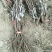 葡萄苗30cm以下1年