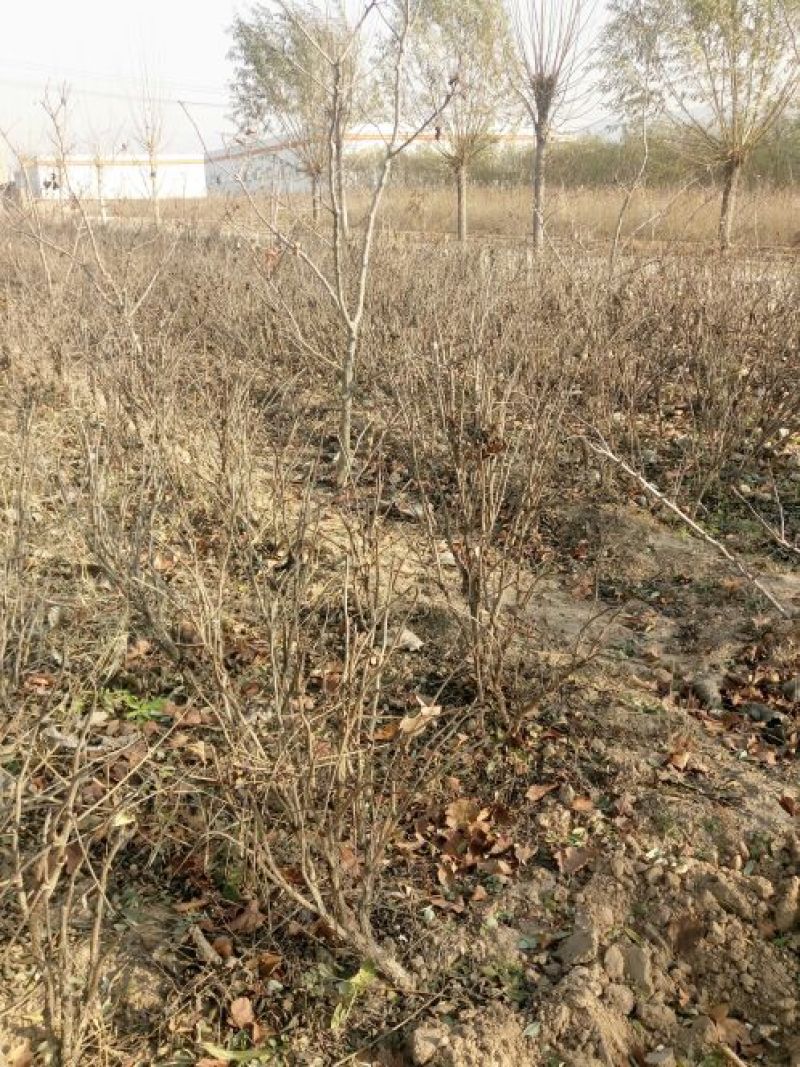 白芍种苗