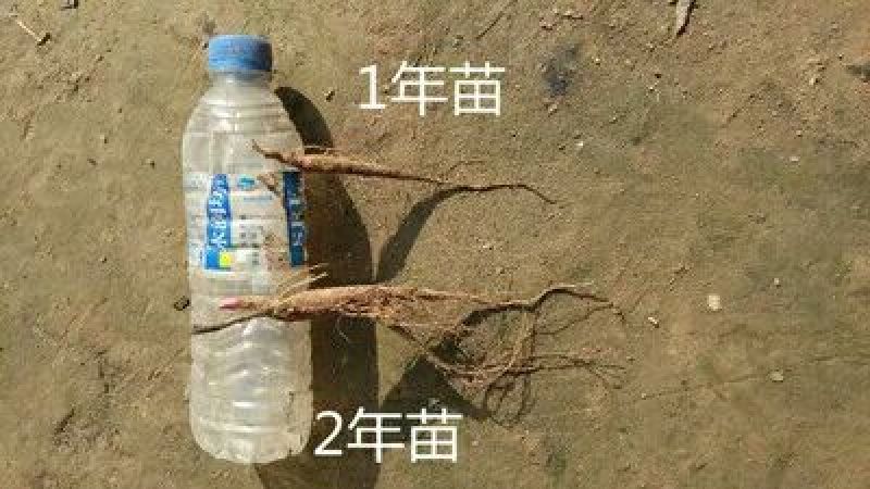 白芍种苗