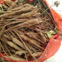 白芍种苗