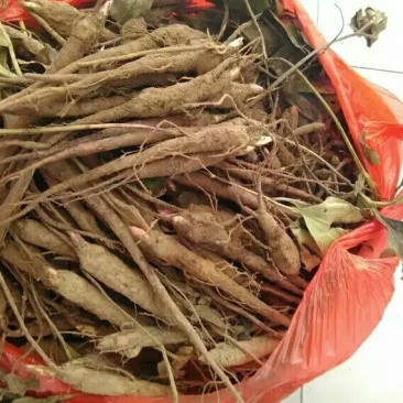 白芍种苗