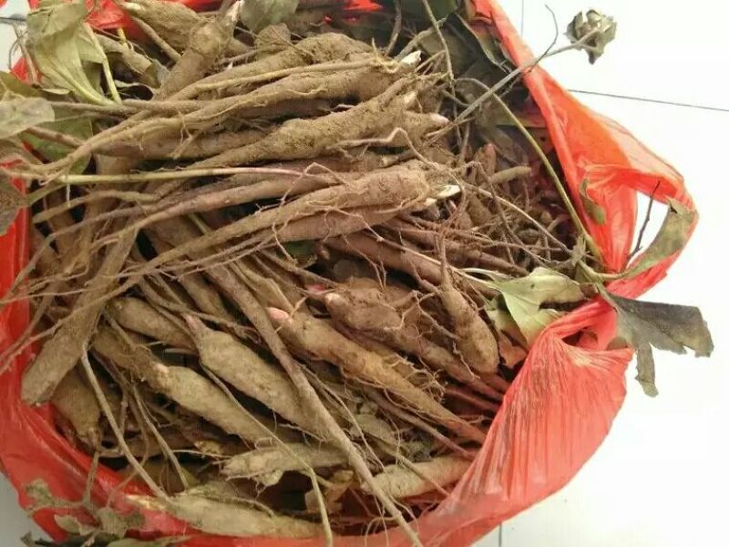 白芍种苗