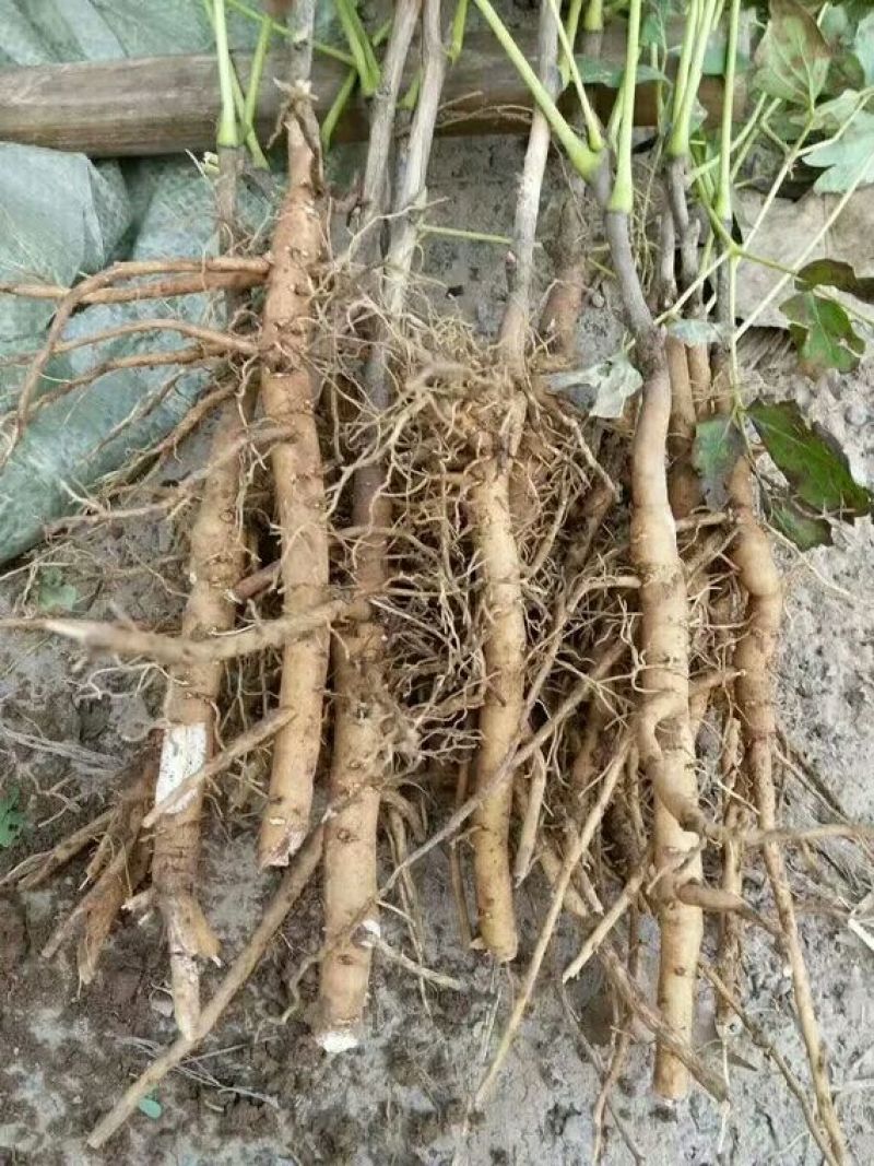 白芍种苗