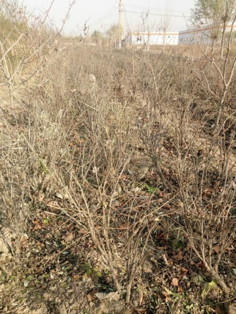 白芍种苗