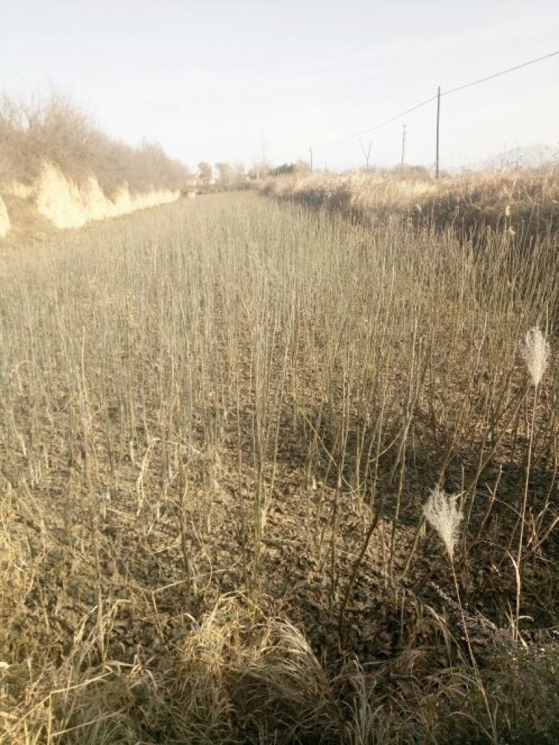 核桃苗80公分