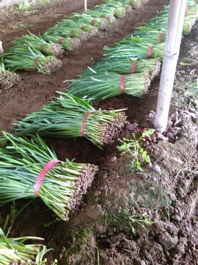 河北省昌黎县紫根韭菜大量上市欢迎新老客户