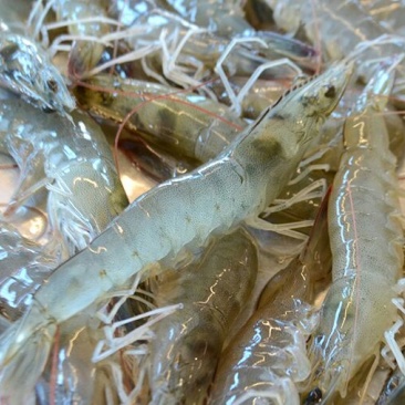 基围虾食用活虾