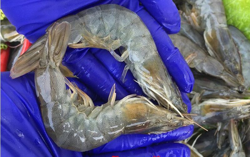 基围虾食用活虾