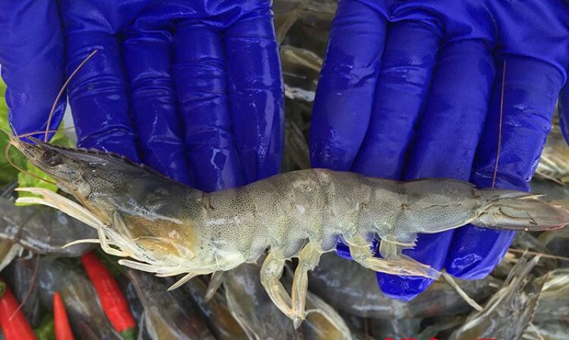基围虾食用活虾