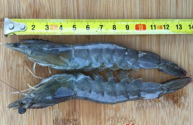 基围虾食用活虾