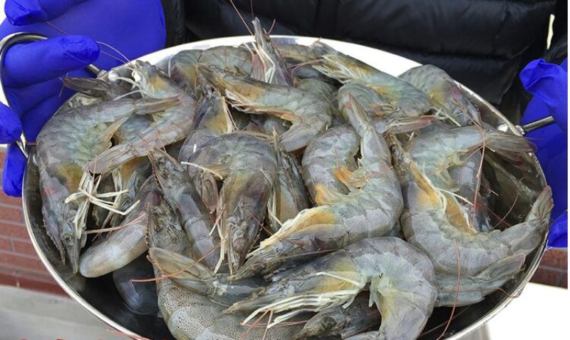 基围虾食用活虾