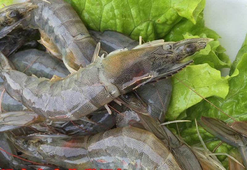 基围虾食用活虾