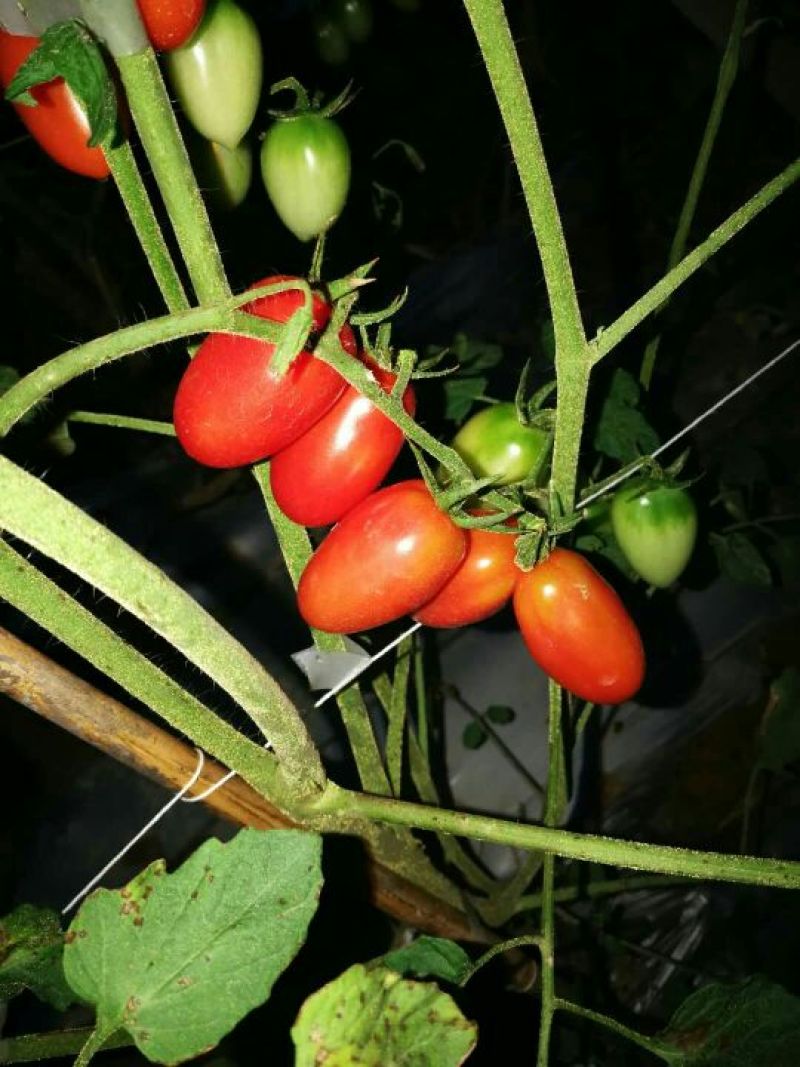 圣女果15g以上有需要的联系我