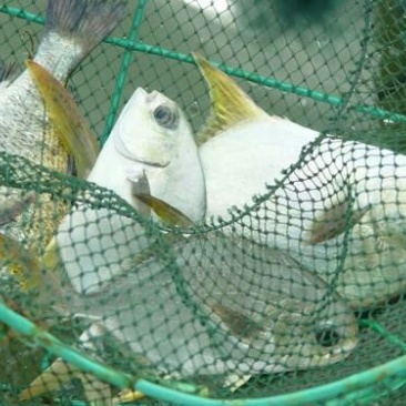 金枪鱼