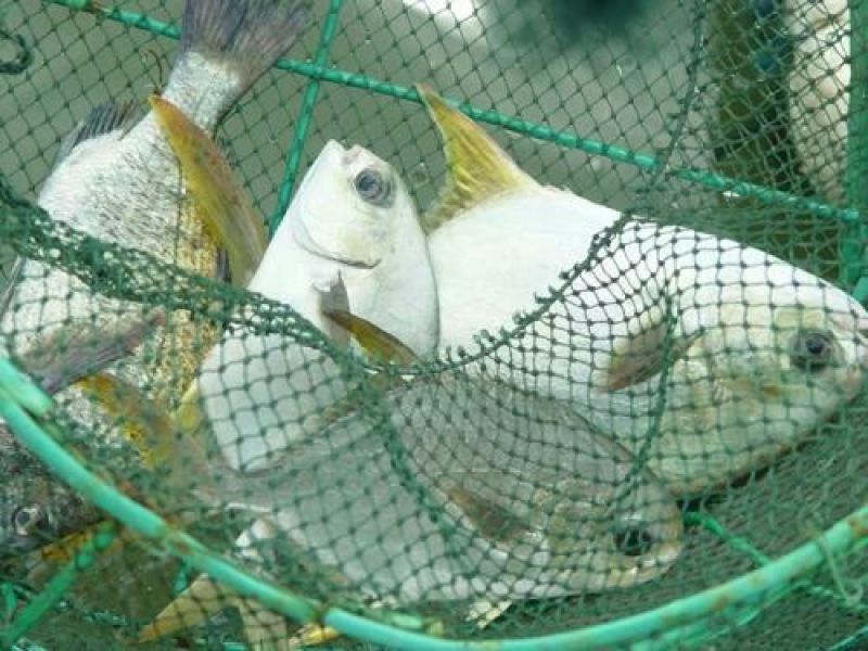 金枪鱼
