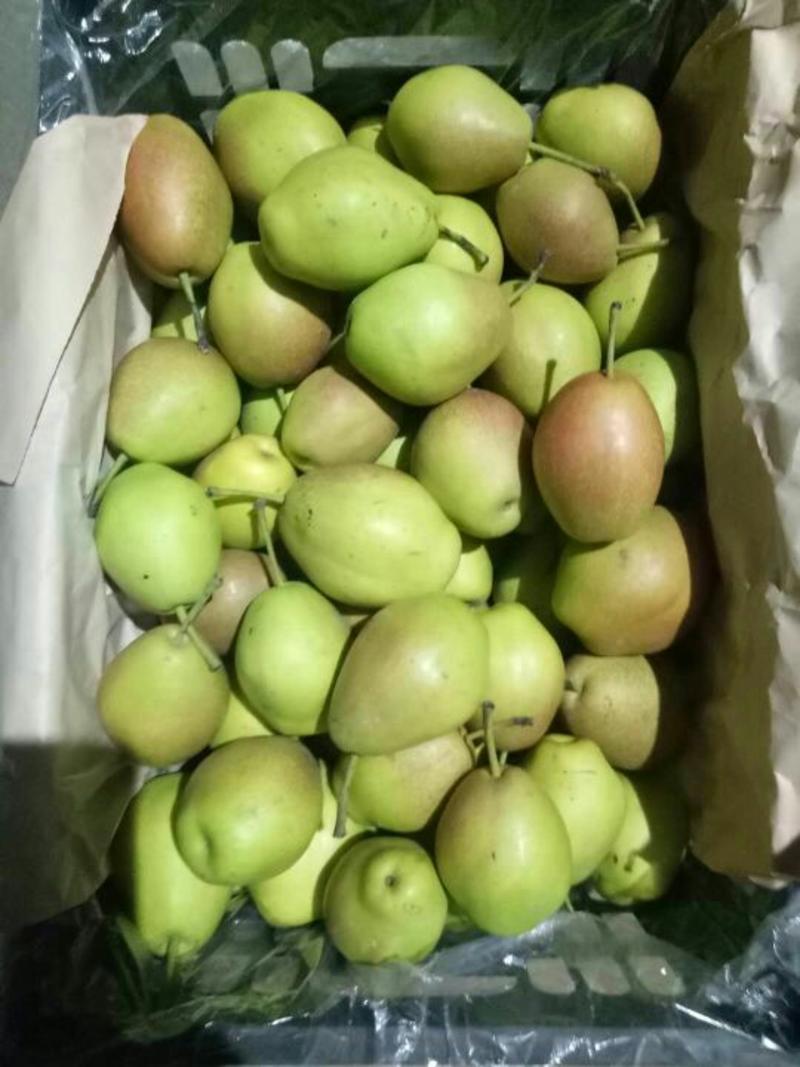 山西特产香梨，55以上60以上，脆甜可口，保证质量冷库梨
