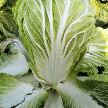 青杂三号白菜4~6斤净菜