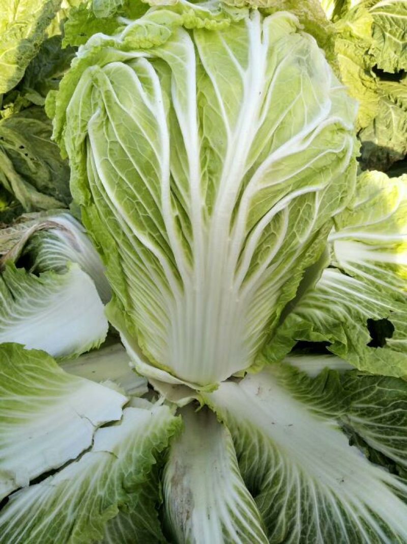 青杂三号白菜4~6斤净菜