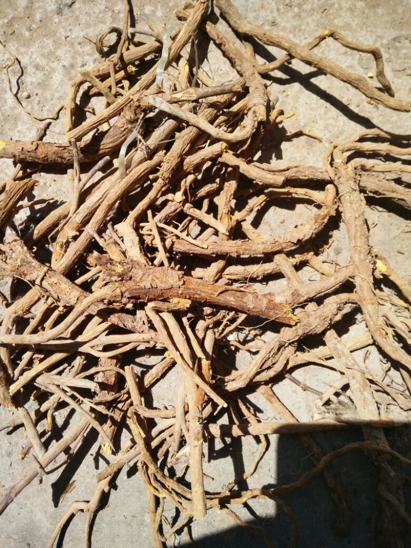 甘肃黄芩，一手货源，规格不限，三年老货欢迎选购
