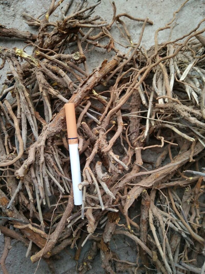 甘肃黄芩，一手货源，规格不限，三年老货欢迎选购