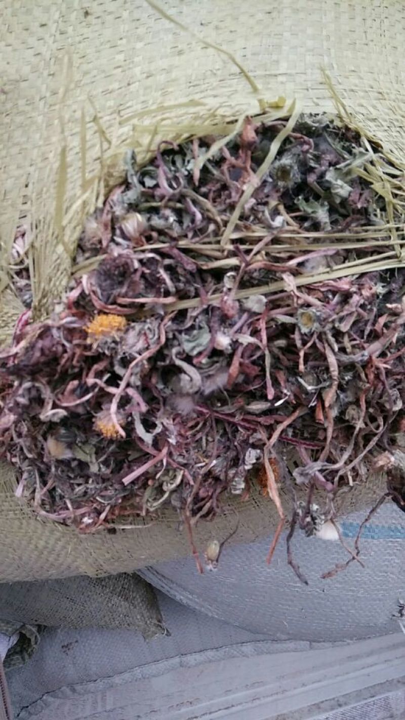 药用蒲公英野生全草，产地，甘肃，一手货源