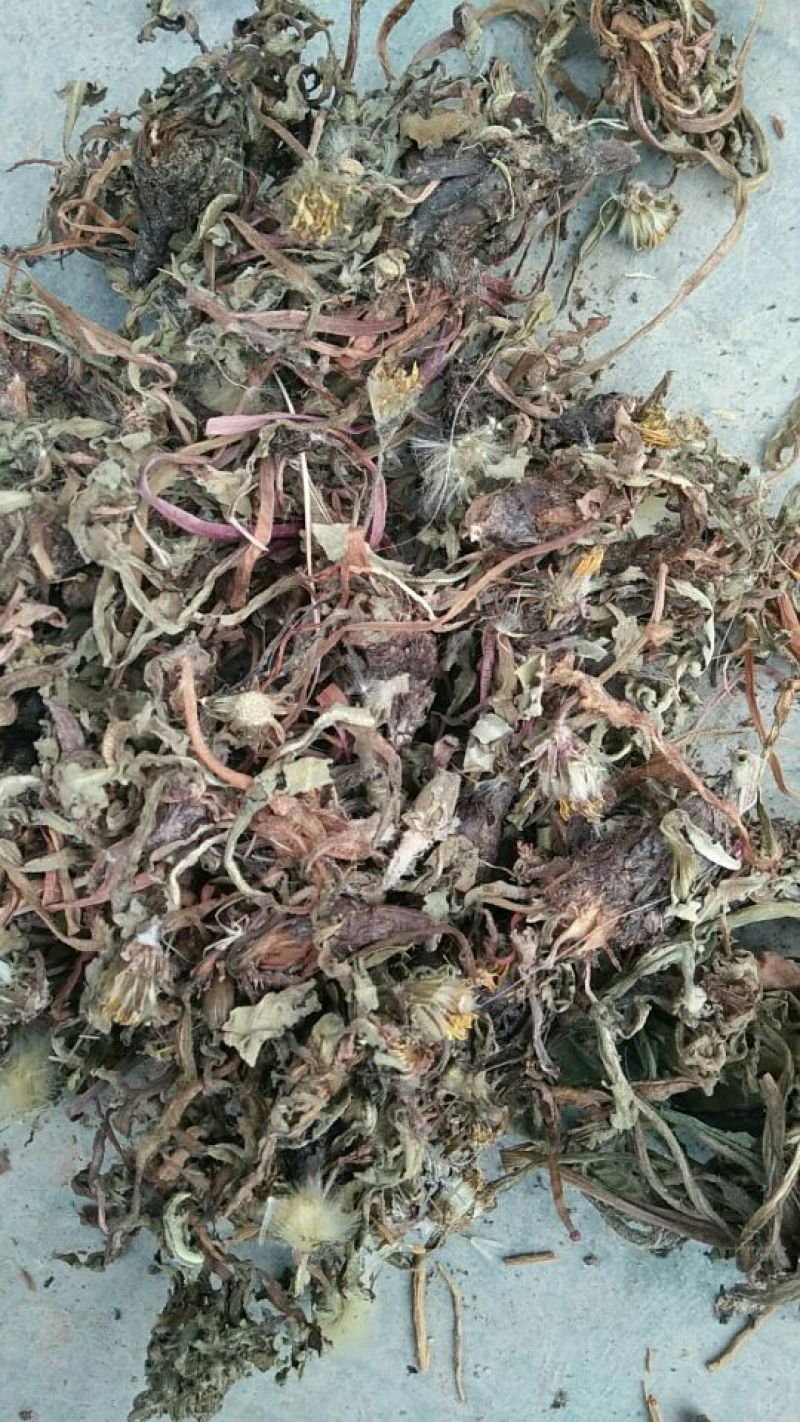 药用蒲公英野生全草，产地，甘肃，一手货源