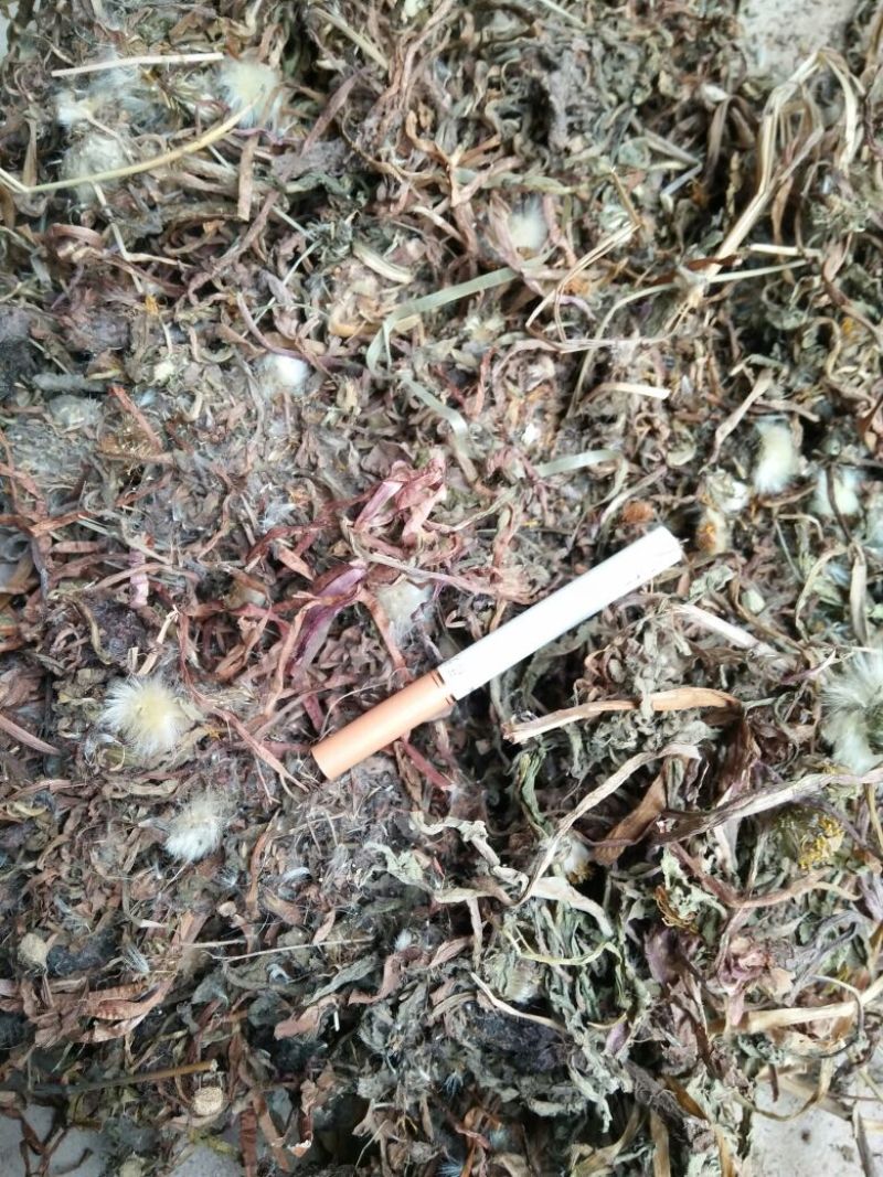 药用蒲公英野生全草，产地，甘肃，一手货源