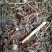 药用蒲公英野生全草，产地，甘肃，一手货源