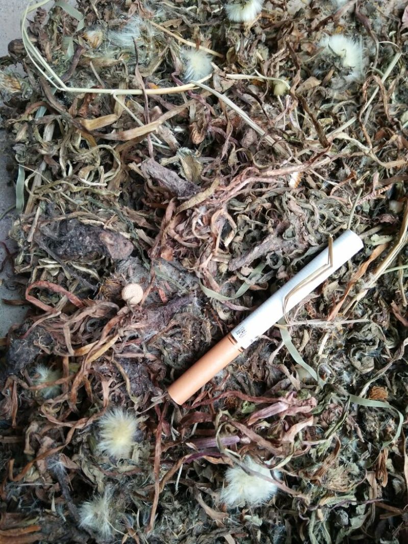 药用蒲公英野生全草，产地，甘肃，一手货源