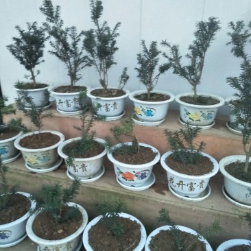 金丝楠木10cm以下